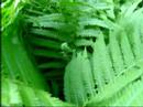 Journey through Ferns