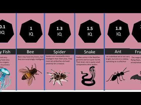 Probability Comparison: Animal Intelligence (IQ)