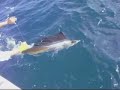 West Palm Beach Sailfishing