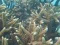 Friendly Fish