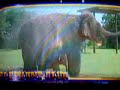 Danette sings: \"The Elephant Club\"