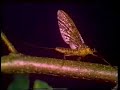 Fly Fishing Lessons - Part 16