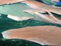 how to fillet salmon