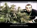 Green House Seed Co. White Widow w/ Russian Subtitles