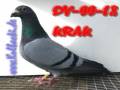 Fotoalbum2008, RACE KULBACKI INTERNATIONAL_WORLDWIDE www.DeKlak.net , duva,gołębie,duif,pigeon,piccione,Tauben,colomba,голубь,paloma,pombo,Homing pigeons,Brieftauben,鸽子,περιστέρι,비둘기,gołębie pocztowe,Brieftaube,حمامة