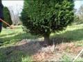 videos de Tree hunt part 10