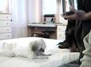 Talented dogs