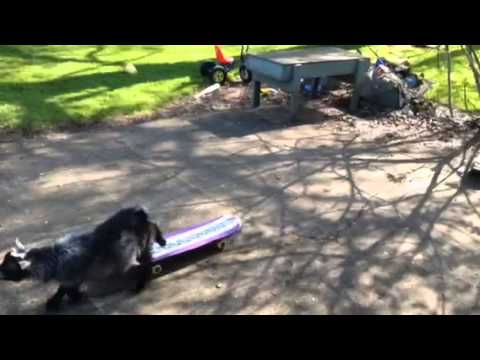how to train pygmy goats
