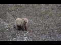 Brown Bears in the Yukon