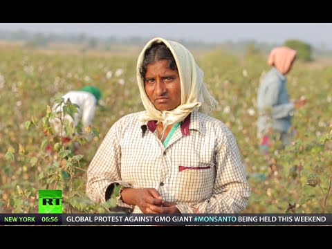 Indian nightmare: GMO killer-cotton (RT Documentary)