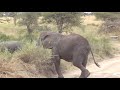 04~07/06/2008?Safari Tour4 in Tanzania????????4??????