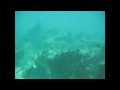 videos de Nice Grouper gets off the speargun in the FL Key's