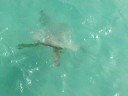 Sea Turtle