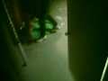 my dogs badd