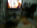 Yorkie Barking