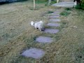 Oreo\