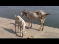 varanasi Inde