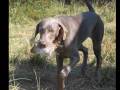 videos de Eva - Silversmith Weimaraner