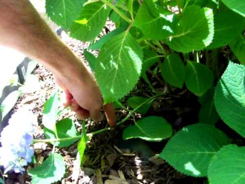 how to transplant endless summer hydrangea