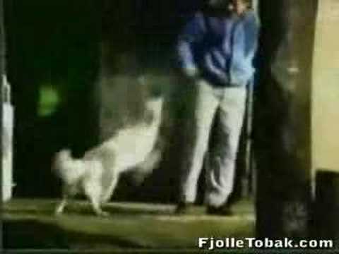 動物ハプニングYoutube(ゆーちゅーぶ)・Dailymotion動画