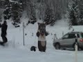 Jochen tacklar vargen i Lindvallen Jochen tacklar vargen i Lindvallen