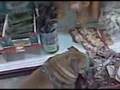 videos de Bronx shoplifting.3GP