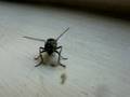 housefly birthing maggots