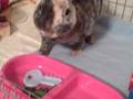MacKenzie Bunnies - Cali Makes a Key Salad