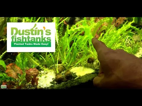 how to grow aquarium plants fast