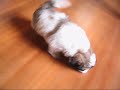 Shih-tzu - Puppies playing again Shih-tzu - Puppies playing again