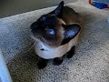 My Siamese Cat Chatters Like Crazy Over Toy!!!!!!! My Siamese Cat Chatters Like Crazy Over Toy!!!!!!!