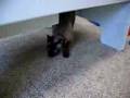 My Siamese Cat Chatters Like Crazy Over Toy!!!!!!!