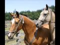 Akhal Teke Mares in Turkmen Dress at Sweet Water Farm, WA