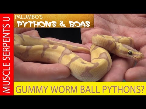 YouTube reptile video