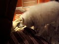 Phoenix pulls at bed Phoenix pulls at bed