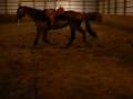 Lita jog, trot, lope