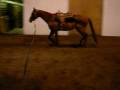 Lita jog, trot, lope