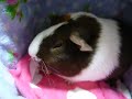 Ｈａｌｌｏ！Ｂａｂｙ　Ｃａｖｙ．
