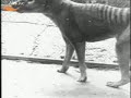 Criptozoolog�a, el Tilacino