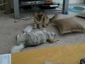 kitten somersault