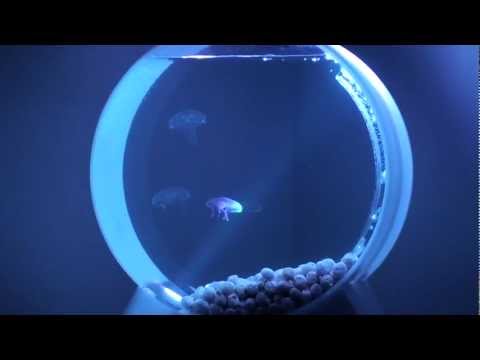 how to care jellyfish