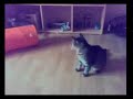 Katzen kampf