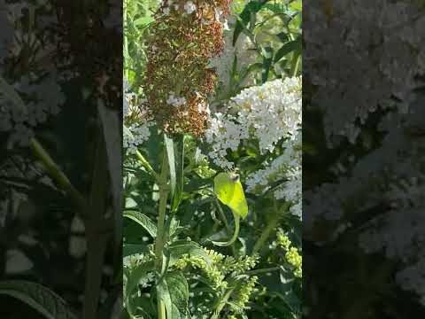 Buddleja White Profusion