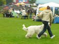 Dog Show ?�d? 2008 - Ju?ak - Filozof Rajton Bost