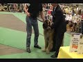 World Dog Show part4 World Dog Show part4