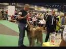 World Dog Show part4