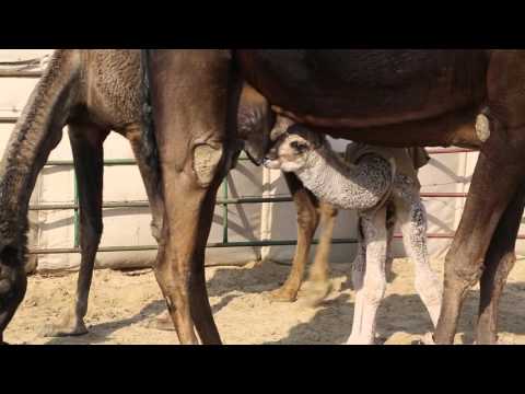 Kuwait Sand Desert Female camels