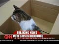 池袋の猫カフェ「ねころび」 / Cat Cafe NEKOROBI in Ikebukuro, Tokyo