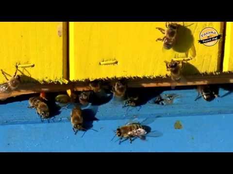 Pasieka Pszczeli Azyl – 2. Wstęp