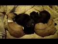New Born Lhasa Apso Puppies